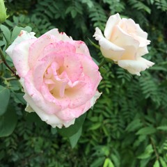 All I Want ft. Sammi(prod.M80recordings)