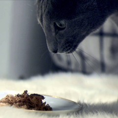 Primacat Catlicious (teasermusiikki)