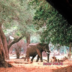 AKOU Phène - Jungle Wave