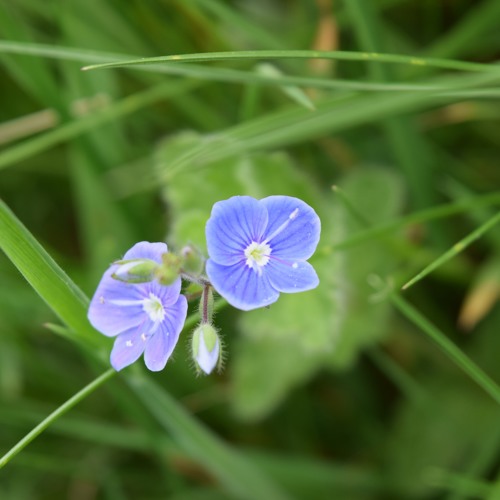 chasing sunsets DEMO