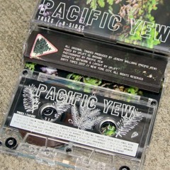 PACIFIC YEW - (((( Yello )))