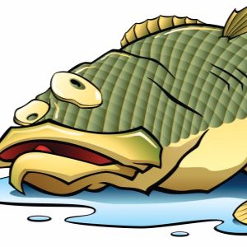 Schau Hi Da Liegt A Toter Fisch Im Wasser Stream Hot Dogs - Schau Hi, Da Liegt A Toter Fisch Im Wasser by