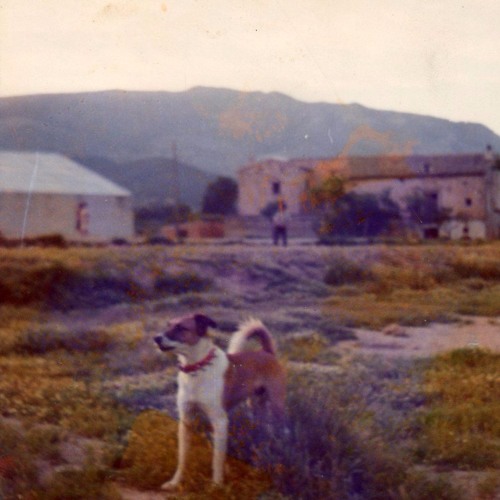 Barranc - Futur Primitiu