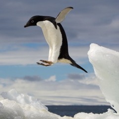 Penguin Cool 1st