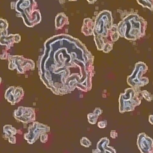 Floropedi20a