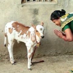 BOVINE BLESSINGS