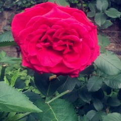 DB5 - Really Wanna Know | @waveylyrics1