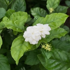 Tựa Cánh Bèo Trôi - Thanh Tuyền