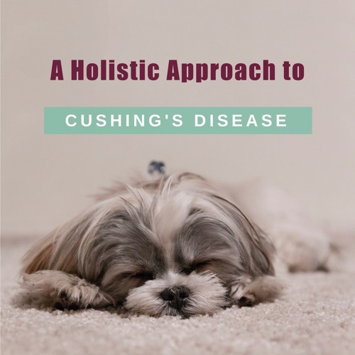 Stream episode A Holistic Approach to Cushing’s Disease by Dr. Angie