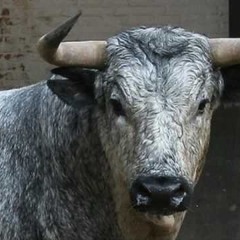 El Son de los Enanitos