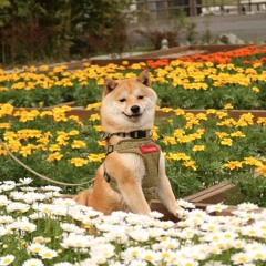 shiba inu