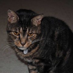 Can't Help Falling In Love - Cover