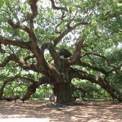 Roble (Beat En Venta/Beat For Sale)$10000