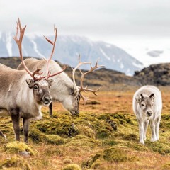 DREAM THINGS #1 - Hipnotiq - Ember Yoga Woodstock w/ Chyla Walsh