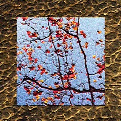 Shetland X Canapé -  秋 Aki