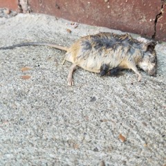 Your Bitch (Prod. By Kid Ocean)