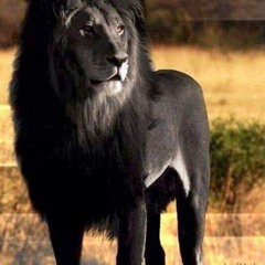 Track 08 MAJOR DAPSS  PART TIME LOVER