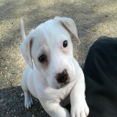 FaRRAwayStaRR (pre-mix)-M/fy