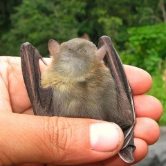 Fruit Bat