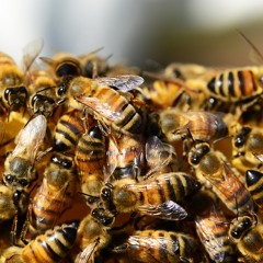 Мертві бджоли не гудуть: агрофірми труять господарства пестицидами