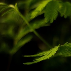 Acceleration Vocal Version