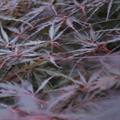 Numbers That Are Pleasant Together (December 2016 performance)