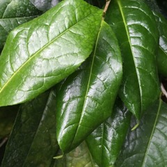 Do You Wanna Dance? (01/2016)