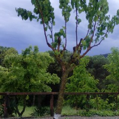 JUNE Death in
