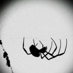 Arañas En El Rincon