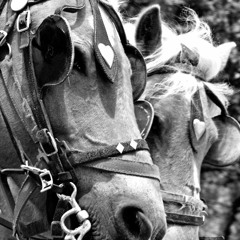 Blinders