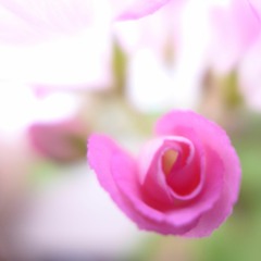 Lookadragonfly