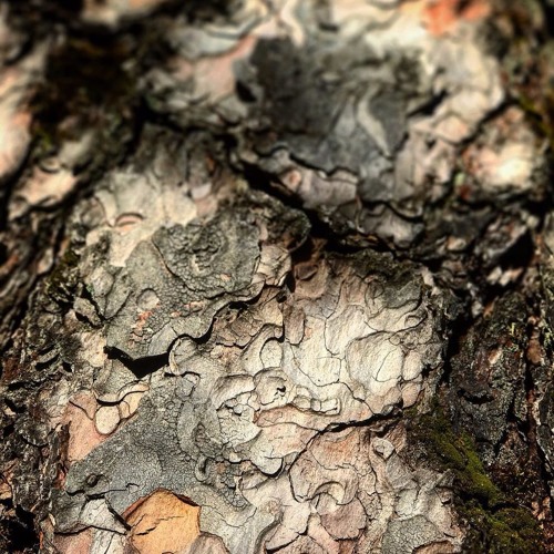 Ermoll @ Hive - Forest mix