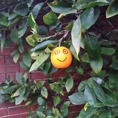 Diversion (Box Seat Kamikaze)