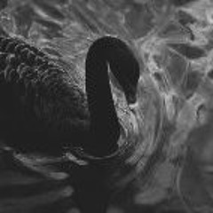 Black Swan Xed M2017