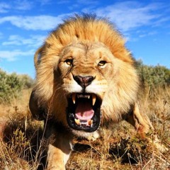 #MERITIBO LION Challenge