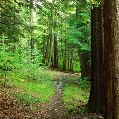 Walk Through the Forest