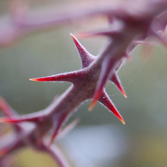 SPINAL PLANTS