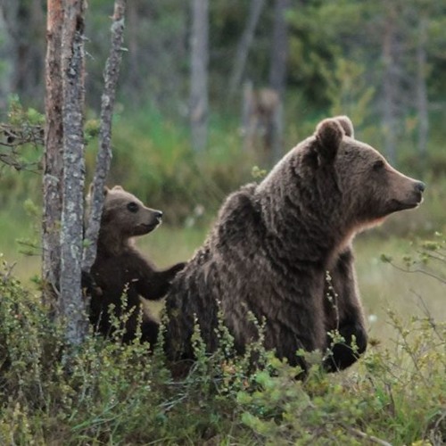 Ever hear of the 'mama bear' hormone?