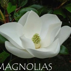 Magnolia Freestyle - Prince Jomo x Cello x Oddie Banks