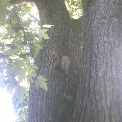 Tinkles On The Nut Jam