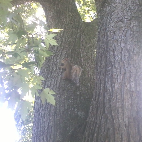 Tinkles On The Nut Jam