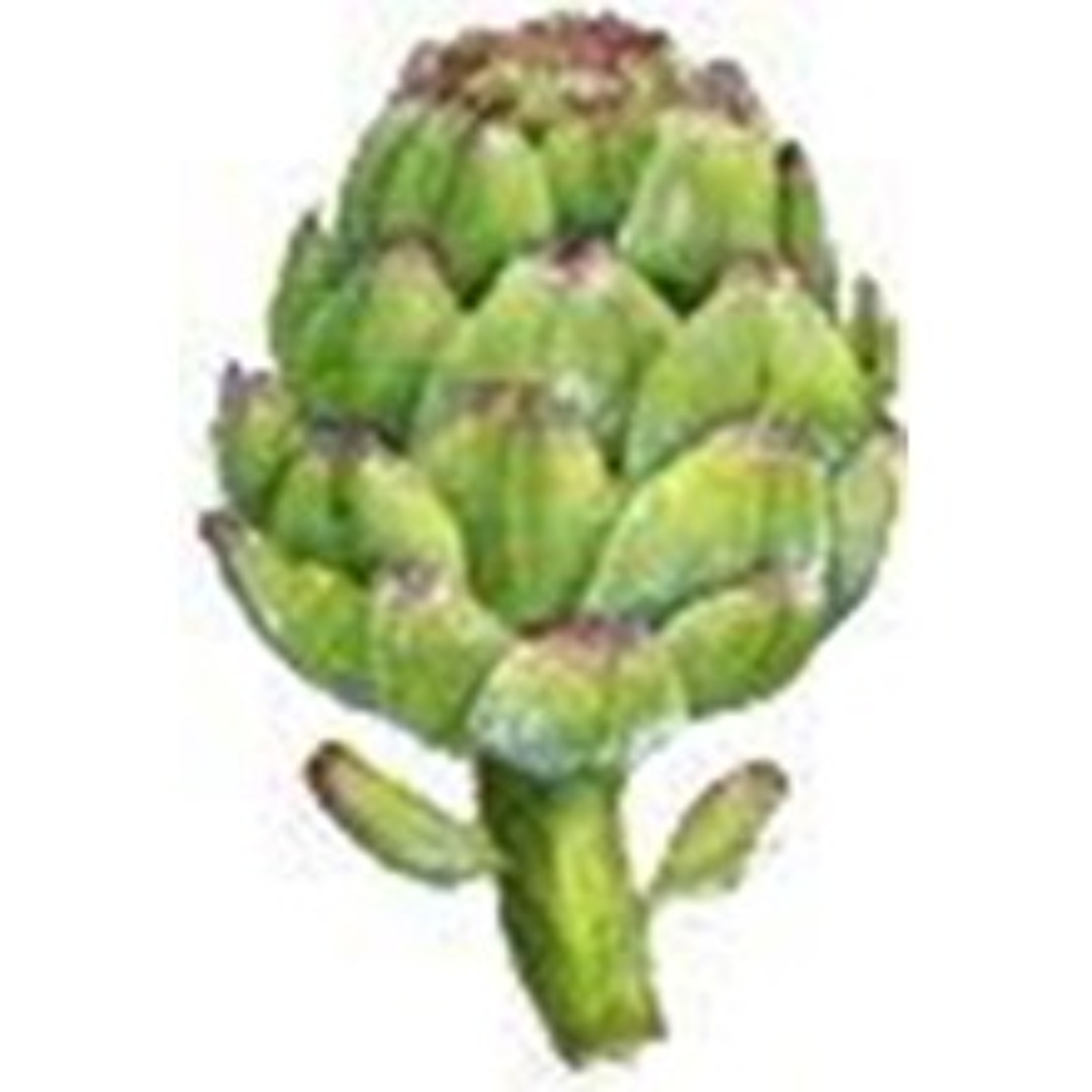 Artichoke Rappin'