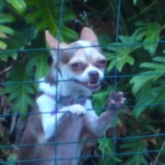 Twig