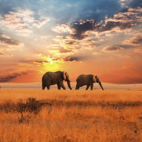 Wild Walking (Extended Version)