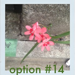Option #14 - Findings