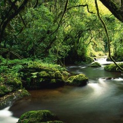 The Rhythm Of The Jungle - Javier Bravo Prod(2017)