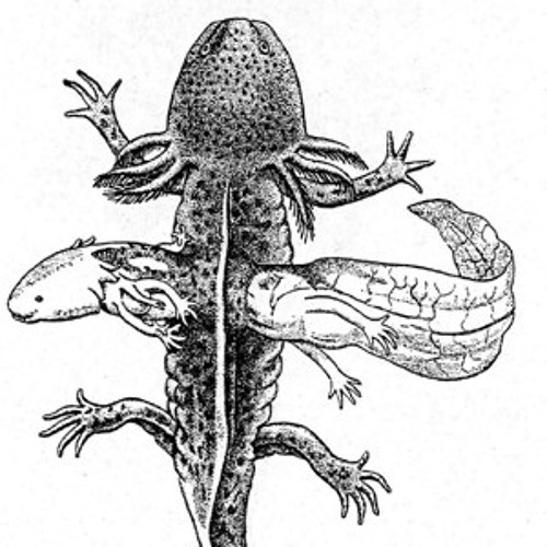 Аксолотль тату эскиз