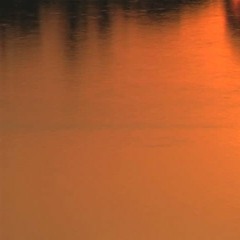 The Elite Shark System