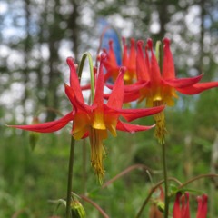 Aquilegia Love Dance