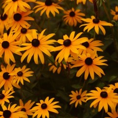 Chik'M | Psy.Tech - Progressive Mix 126bpm #Liquid Pistils